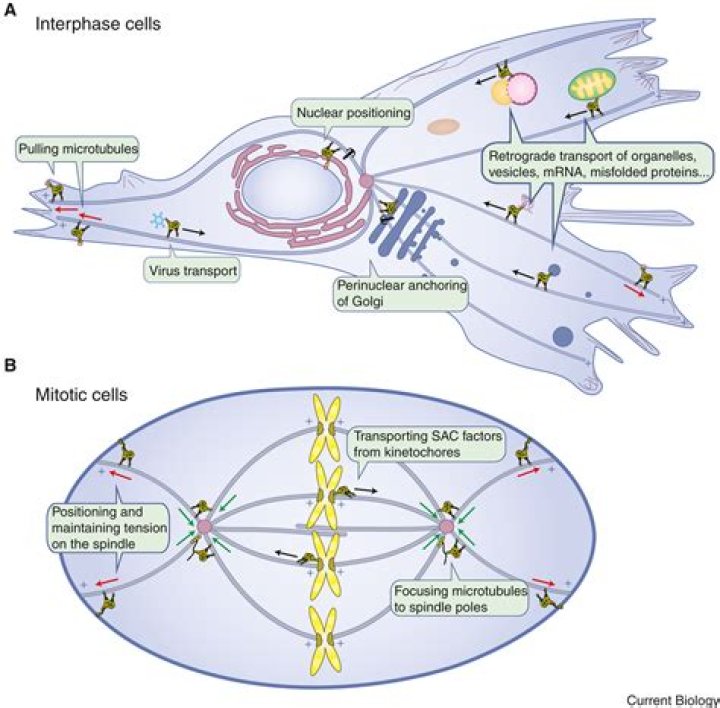 The Orchestrators Behind Chromatid Dance During Mitosis